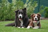 BORDER COLLIE 1530